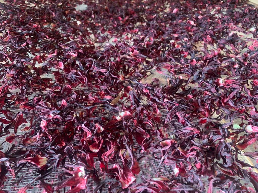 Hibiscus bio (bissap)