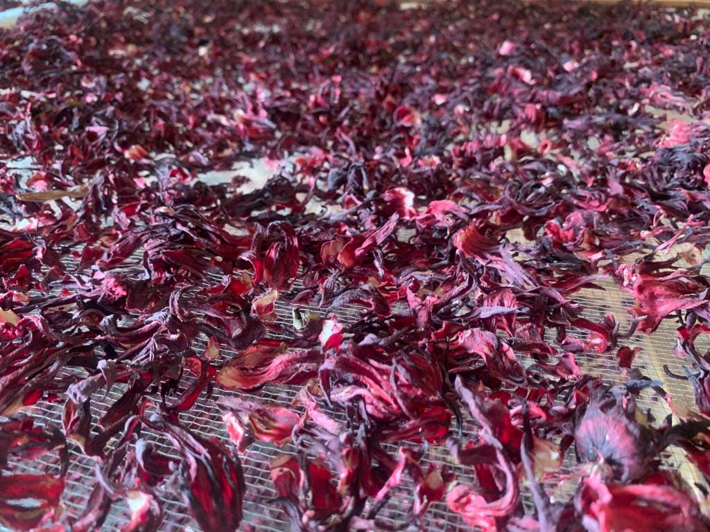 Hibiscus bio (bissap)