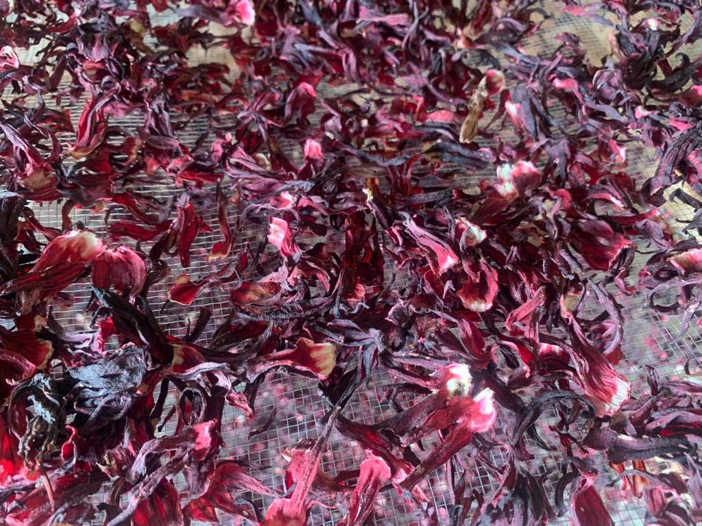 Hibiscus bio (bissap)