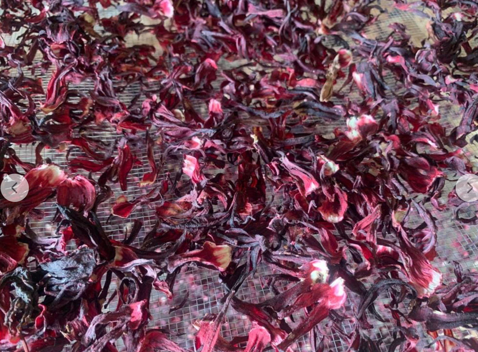 Hibiscus bio (bissap)